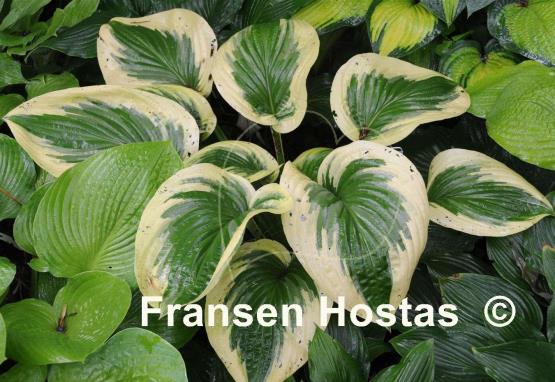 Hosta Oh Cindy